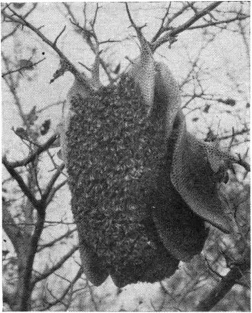 A natural colony among the limbs of