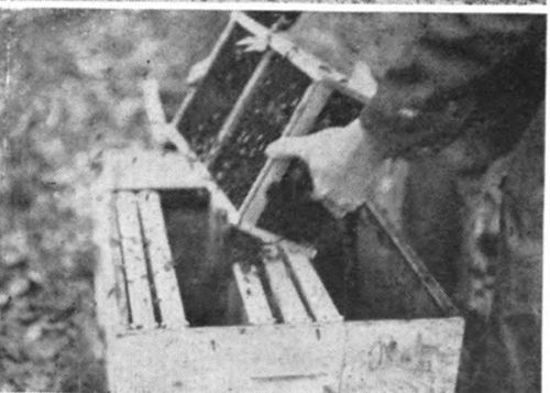 After jarring the bees to the bottom of the package, pour about half of the bees in the package between the frames where the queen is suspended. Then push the frames together, being careful not to crush and kill too many bees.