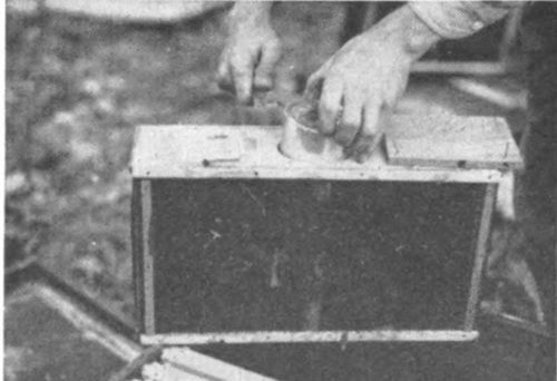 After removing the wooden cover, take the sharp end of your hive tool to lift up and remove the small feed can that was shipped with the package of bees. The remaining sirup in this can may be added to that which you have prepared for the bees.
