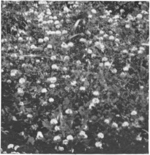 Alsike was brought to this country about 1839 and was met with widespread acceptance. The beekeepers were largely responsible for its spread although the farmers quickly saw the value of this clover and adopted it. Alsike is grown principally in the dairy regions of Minnesota and Wisconsin, and to a less extent throughout the northeastern states and eastern Canada. Alsike clover honey is similar to that from white Dutch clover.