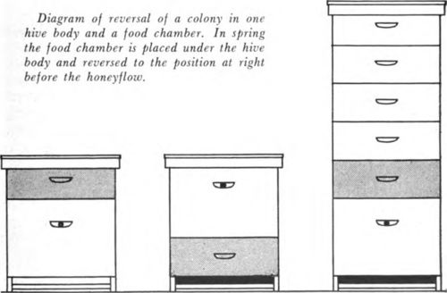 As the fruit bloom period progresses you will probably find that many colonies have brood in the super which was