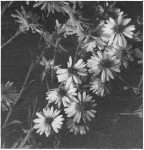 Aster