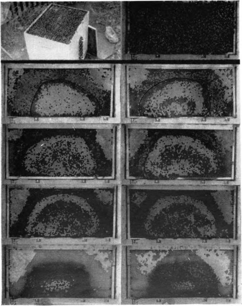 Brook nest of a colony on March 28, central west location. This colony had a fall pollen reserve of 632 square inches. Plenty of stored honey and an abundance of pollen reserves are responsible for this large, early brood rearing.