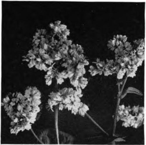 Buckwheat