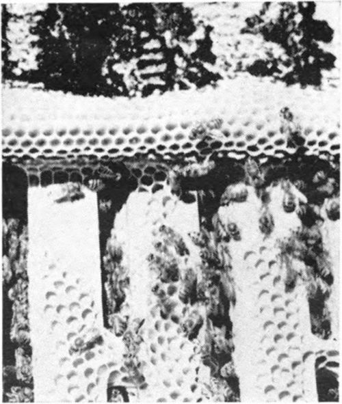 Burr comb placed on the top bars of frames. A foundation super should have been given this colony so that this wax could have served some useful purpose.