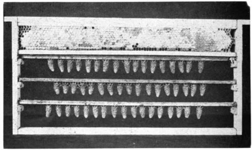 Frame containing three cell bars of finished queen cells removed from the center of the cell finishing colony. (Photo courtesy John S. Shackelford)