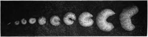 From left to right the egg which hatches into the larva and the stages