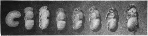 From left to right the stages in development from the larva through the pupal changes.