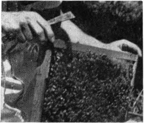 Many beginners find tools like the smoker and the hive tool in the way when not in use. Notice in this picture how the hive tool is held in the hand yet still leaves the fingers free for manipulation of the brood frames. Holding the hive tool in this manner keeps it handy and ready to use and does away with groping around in the grass trying to find the hive tool when you want it.