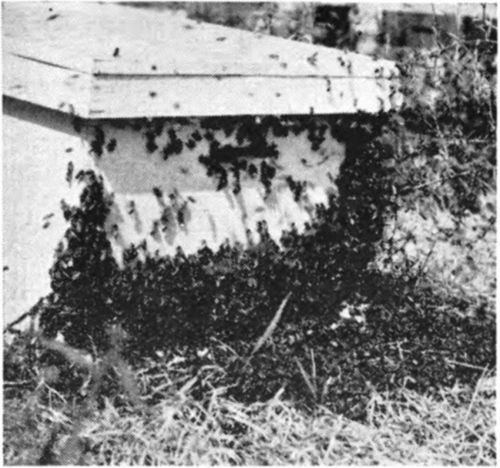 Notice the crowded condition of the bees. This hive should have at least two supers on at this time and one of them should be a foundation super to help relieve the crowding in the brood nest.