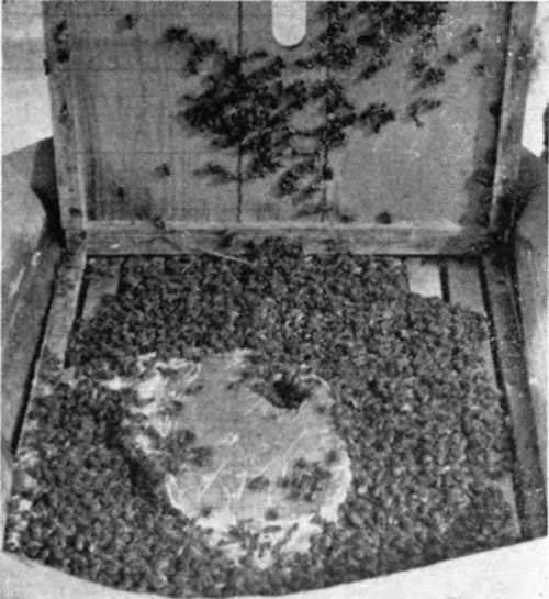 Pollen cake on colony in early March (Photo courtesy U. S. D. A. )