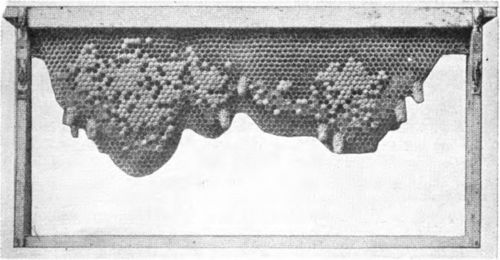 Queen cells constructed along the edge of the partly built comb.