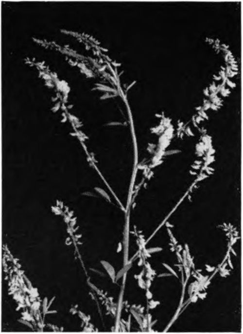 Sweet Clover