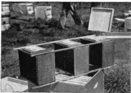 The best time to install a package is in the late afternoon or early evening. Take your packages of bees to where you have placed the hives and remove the wooden strips which fasten the packages together.
