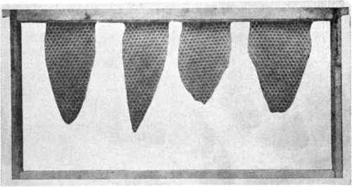 The partly built comb containing eggs and young larvae. Note that the two combs on the right have been cut away along the edges leaving young larvae on the edge of the comb, Miller Method.
