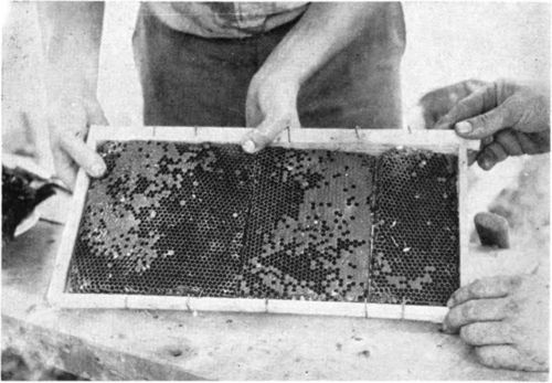 The worker comb is cut to fit the inside of the frame and tied in place with string or other means.