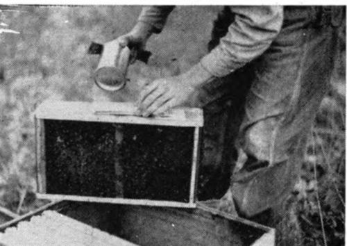 When the feed is removed, place the wooden cover over the opening in the top of the package. This prevents the bees from getting out of the package while you are disposing of the can.