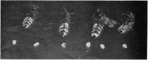Worker bees showing the wax scales secreted on the lower surfaces of the abdomen.