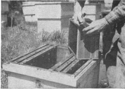 You will notice that one end of the queen cage has some white candy in it. The cardboard covering the hole which leads to this candy should be removed and a small hole, about the size of a match, punched through the candy.