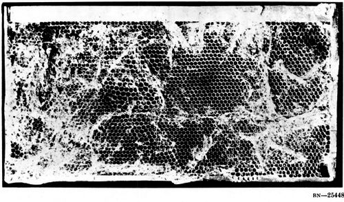 Brood comb infested with greater wax moth larvae.