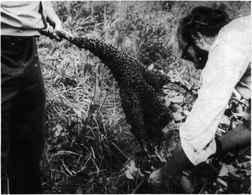 Figure 2: SEA entomologists capture an Africanized honey bee swarm cluster on a tree branch in South America. Scientists will move these bees to a standard hive to study the bee's habit patterns. Africanized honey bees swarm frequently.