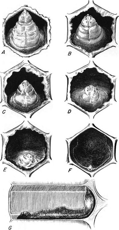 Honey bee larvae killed by American foulbrood, as seen in cells: (A) Healthy larva at age when most of brood dies of American foulbrood; (B F) dead larvae in progressive stages of decomposition (remains shown in F are scale); (G) longitudinal view of scale.