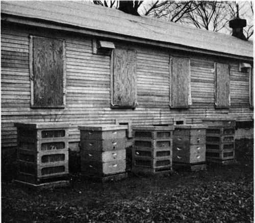 colonies with and without cutaway sides used in the test