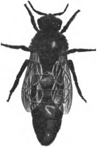 A Worker Bee