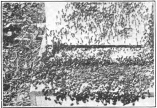 Bees Flying Actively
