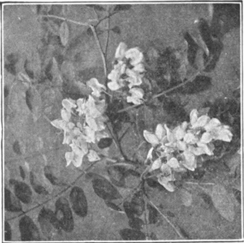 Honey Locust