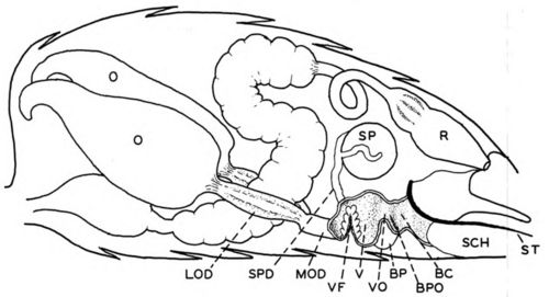 Reproductive organs of the queen in approximately their natural position in the abdomen, with left side of vagina and bursa copulatrix cut away: BC, bursa copulatrix; BP, right bursal pouch; BPO, opening to bursal pouch; LOD, lateral oviduct; MOD, median oviduct; 0, ovary; R, rectum; SCH, sting chamber; SP, spermatheca; SPD, spermathecal duct; ST, sting; V, vagina; VF, valvefold; VO, vaginal orifice.