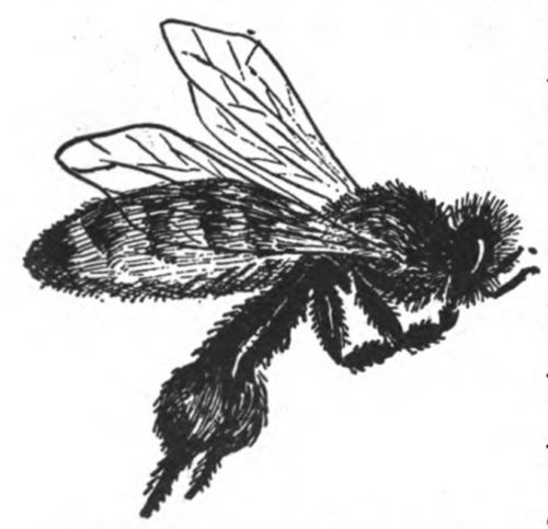 She Rolls the Pollen into a Ball on her Leg.
