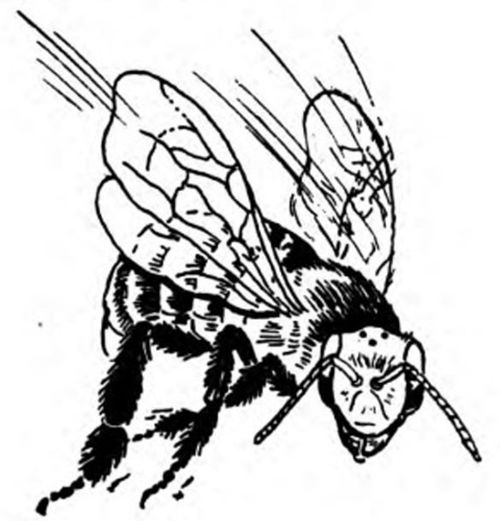 The Story Of Bees