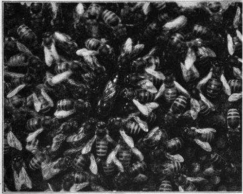 The Workers Form a Circle Around the Queen