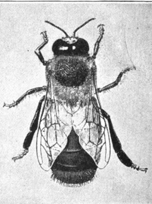 Worker Bee