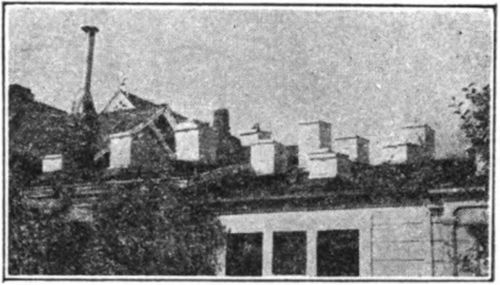 An apiary located on the roof of a city house.