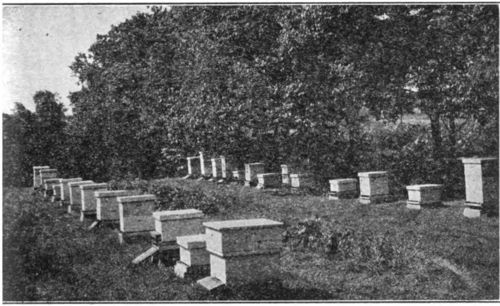 Apiary at Kansas Experimental Station.