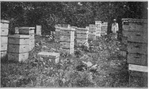 Apiary in sweet clover locality almost surrounded by woods. Hives face east and south