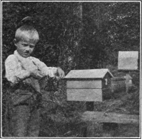 Five year old Odd Claus is not afraid of bees. (Gleanings, Dec. 1935, p. 754).