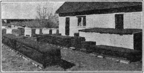 Rows of hives packed for winter. (Gleanings, Oct. 1935, p. 598).