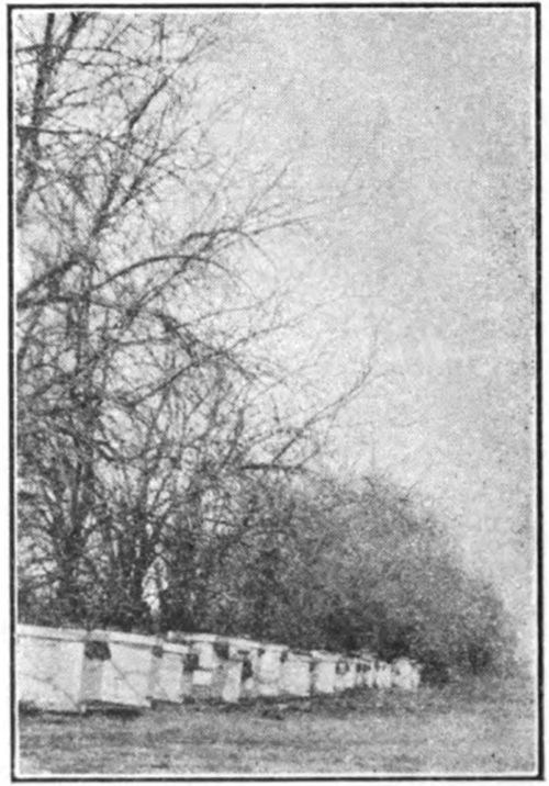 This apiary is well protected against the prevailing winter winds. (Gleanings, Nov. 1935, p. 672).