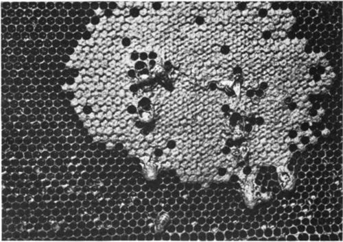 Bee cells with queen cells projecting from the comb