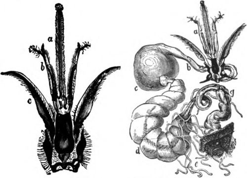 Details Of Parts Of Bees