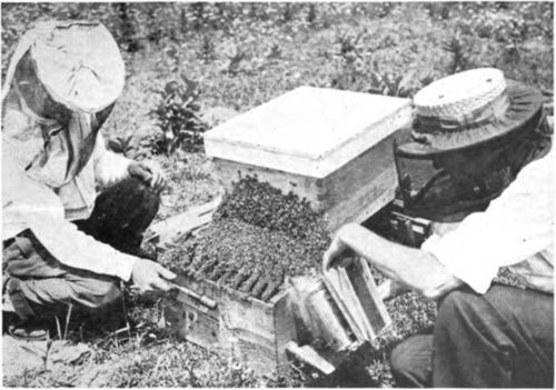 Driving The Bees Into A New Hive