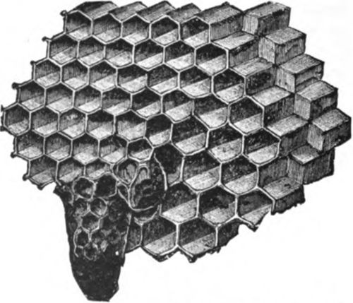 HOney Comb. Drone Comb. Intermediate Cells, Worker Comb, Queen Cell
