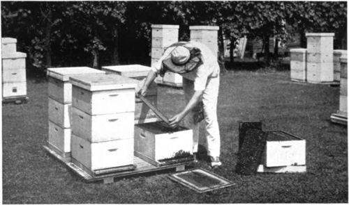 Ted picks up the brood chamber, and underneath it we see a plain board floor which is the bottom or base of the hive.