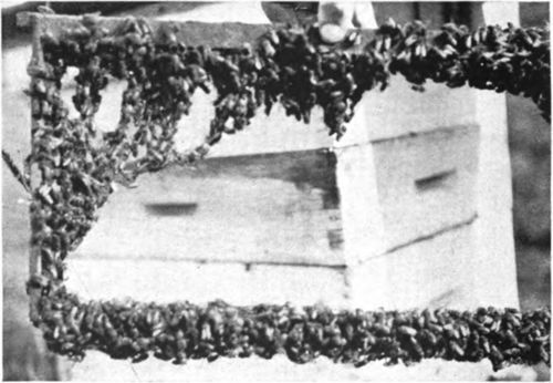 The Bee Curtain Partially Broken Up