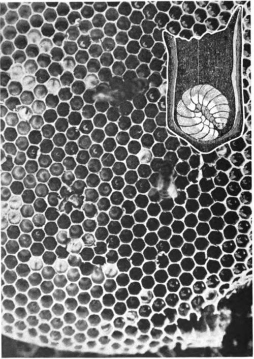 The baby bee, in its first stage of growth, is a queer creature. It looks like a worm or grub and is called a larva. It has no beautiful wings or active legs. It can neither fly nor walk, but it is always hungry. Nurse bees are kept busy feeding the larva a mixture of twice digested honey called bee milk. The nurse bees place this bee milk in the hundreds of cells which contain the newly batched bees and they keep close watch to see that the supply of food is always there.