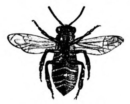 Under Surface Of Worker, Showing Wax In Segments (magnified)