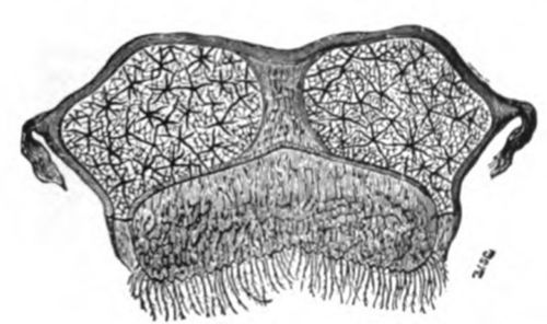 Wax Producing Organ